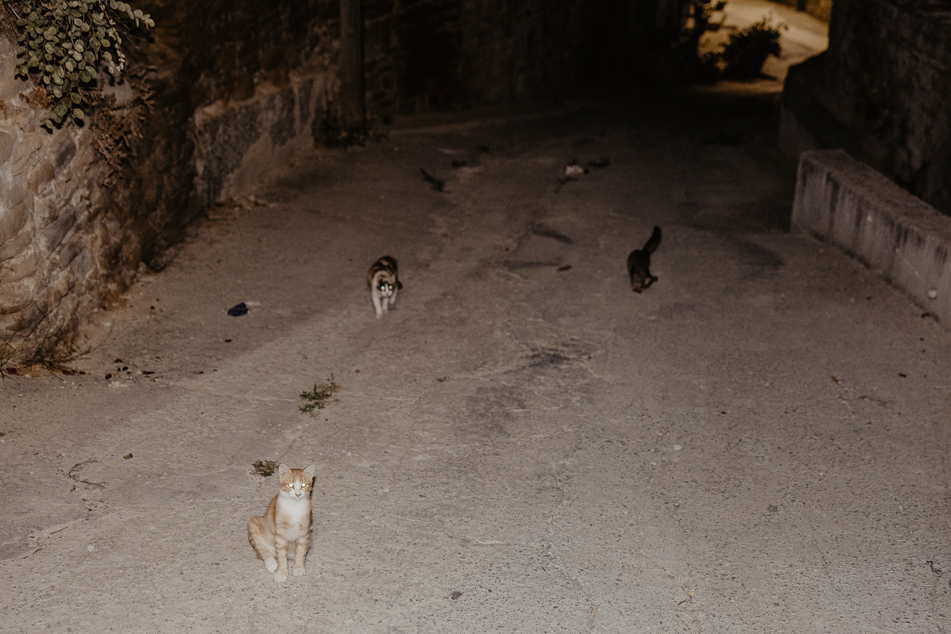 cyprus cats