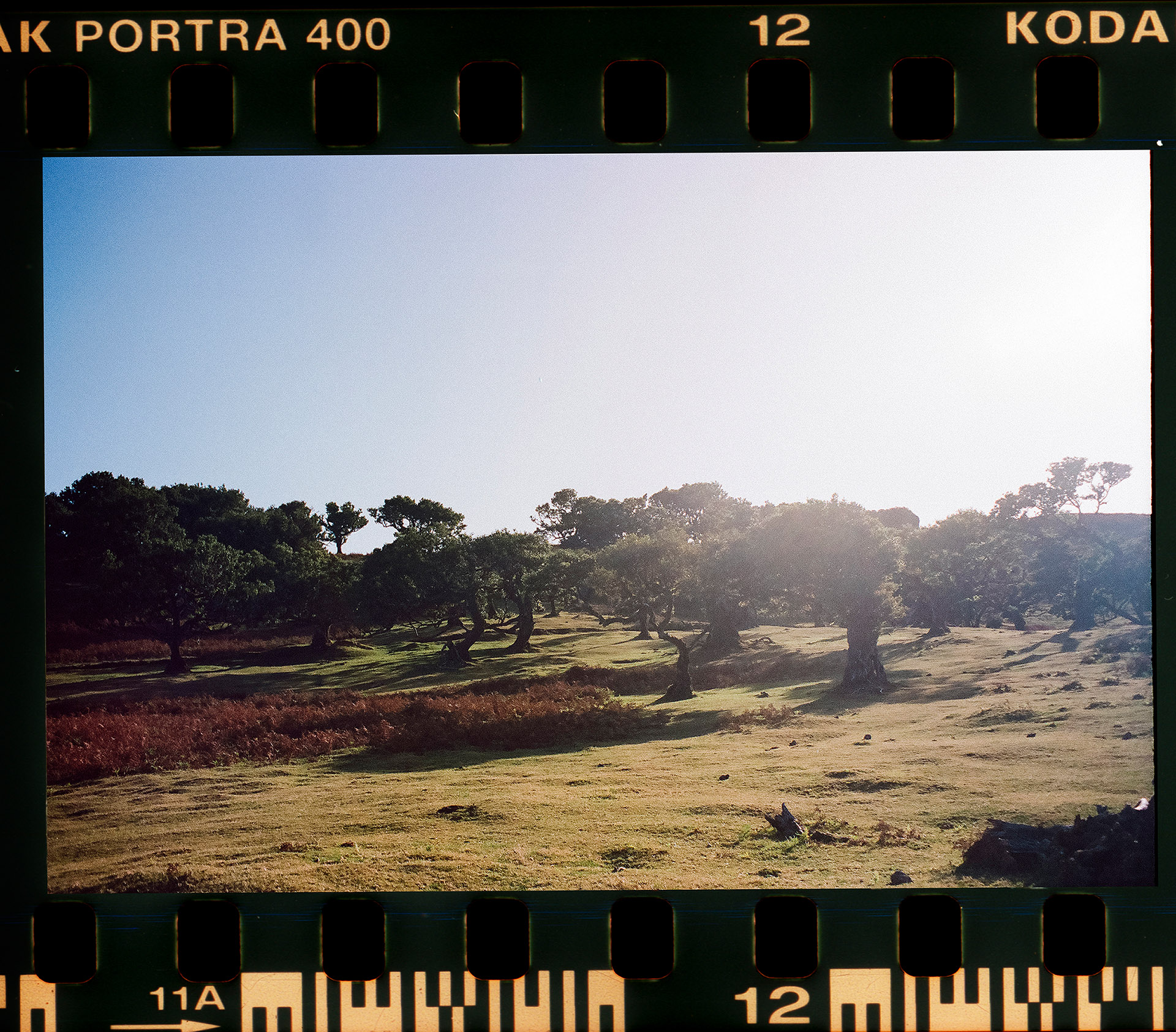 Skan analogowy Lasu Fanal na Maderze o poranku bez mgły, słoneczny krajobraz z charakterystycznymi drzewami, fotografia krajobrazowa na kliszy Kodak Portra 400 by Camera Folks Wedding Photo & Video.